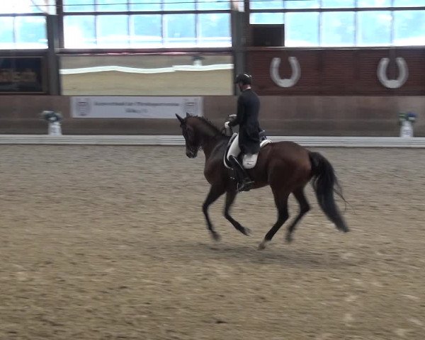 Reitturnier Köln-Leverkusen 2019