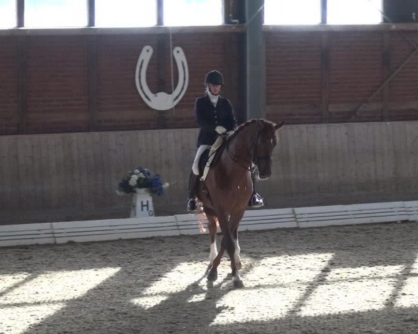 Reitturnier Köln-Leverkusen 2019