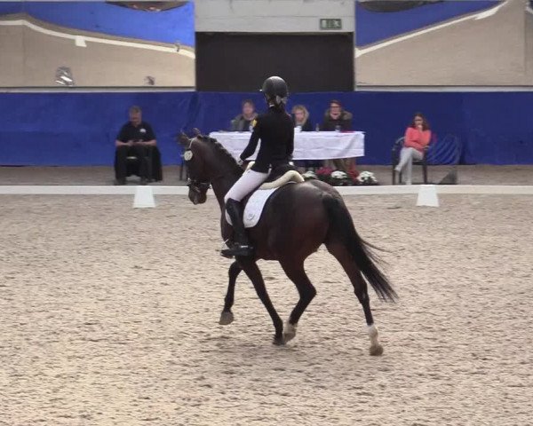 Reitturnier Pforzheim 2019