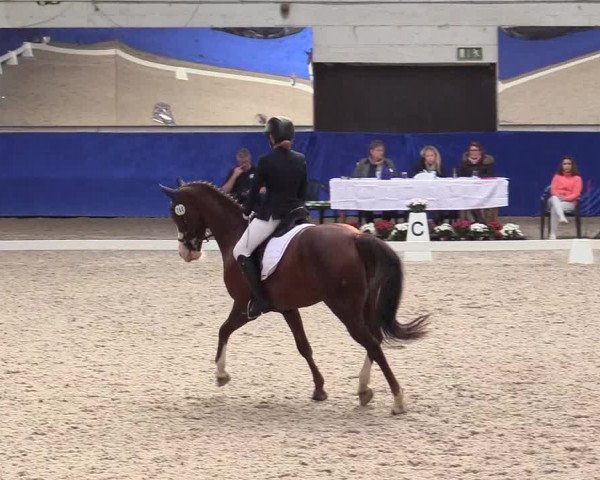 Reitturnier Pforzheim 2019