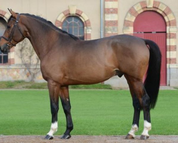 Deckhengst GFE Amant du Chateau (Selle Français, 2010, von Diamant de Semilly)