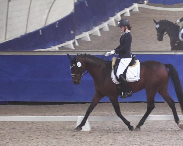 Reitturnier Pforzheim 2019