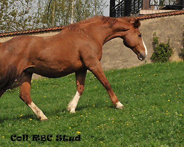 broodmare Etoile du Chateau (Selle Français, 1992, from Le Tot de Semilly)