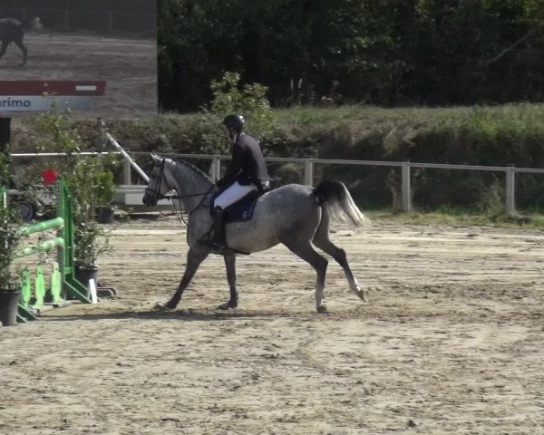 Reitturnier Köln-Leverkusen 2019