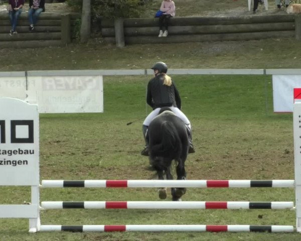 Reitturnier Nußdorf 2019