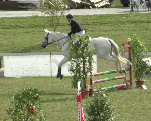 Reitturnier Nußdorf 2019