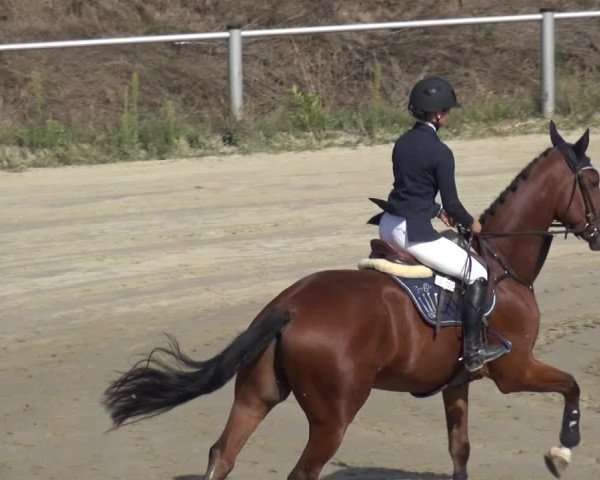 Reitturnier Köln-Leverkusen 2019