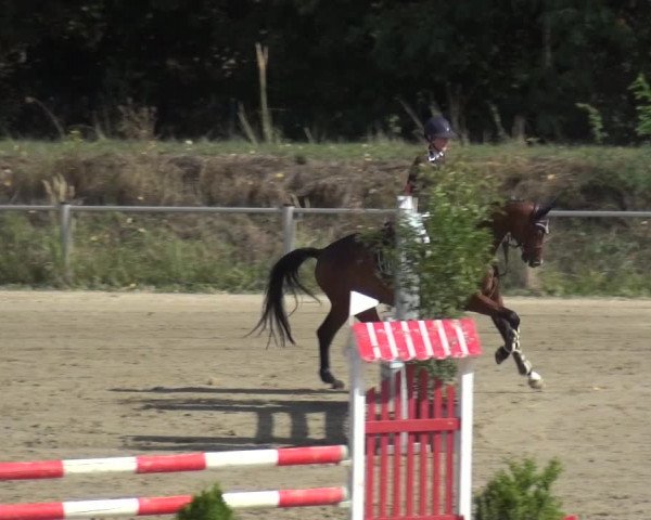 Reitturnier Köln-Leverkusen 2019