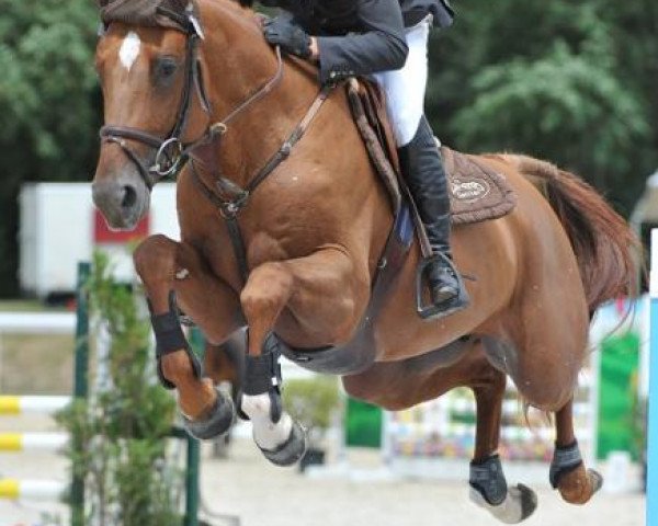Deckhengst Tresor D'Helby (Selle Français, 2007, von Ivor d'Helby) Deckhengst Tresor D'Helby (Selle Français, 2007, von Ivor d'Helby)
