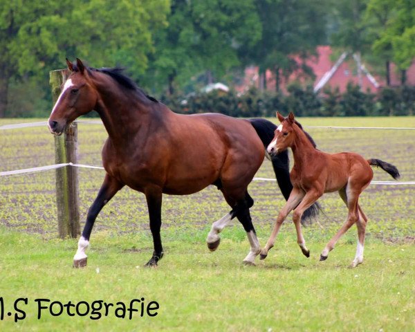 Zuchtstute Angie (Oldenburger, 1999, von Gracieux) Zuchtstute Angie (Oldenburger, 1999, von Gracieux)