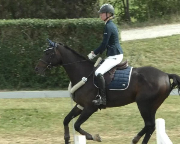 Reitturnier Nußdorf 2019