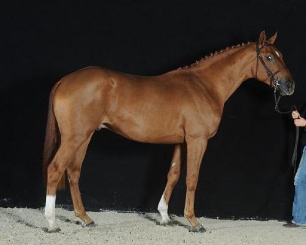 stallion Argos d'Helby (Selle Français, 2010, from Gerfaut d'Helby)