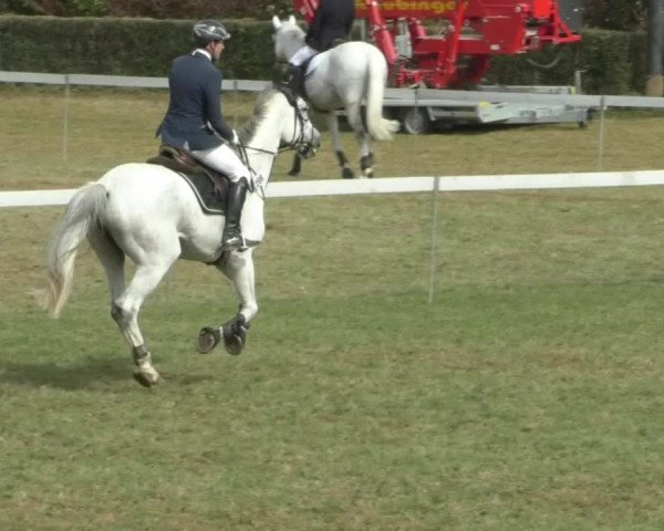 Reitturnier Nußdorf 2019