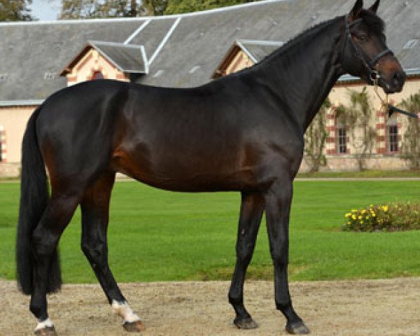 stallion Adzaro de l'Abbaye (Selle Français, 2010, from Quaprice Z)