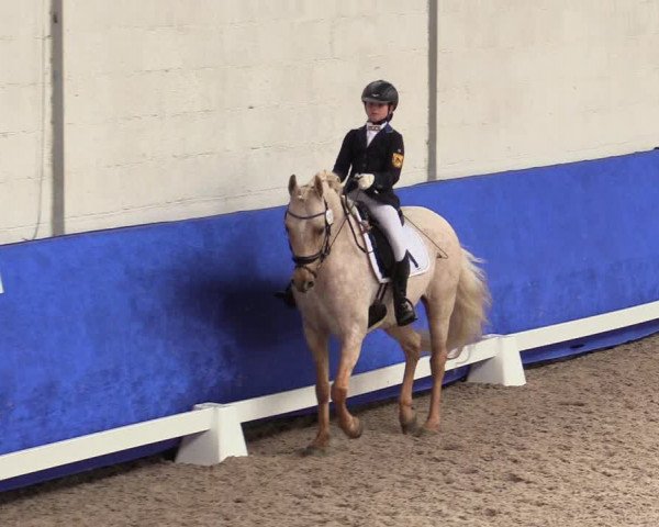 Reitturnier Pforzheim 2019
