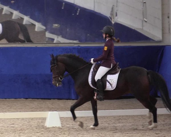 Reitturnier Pforzheim 2019