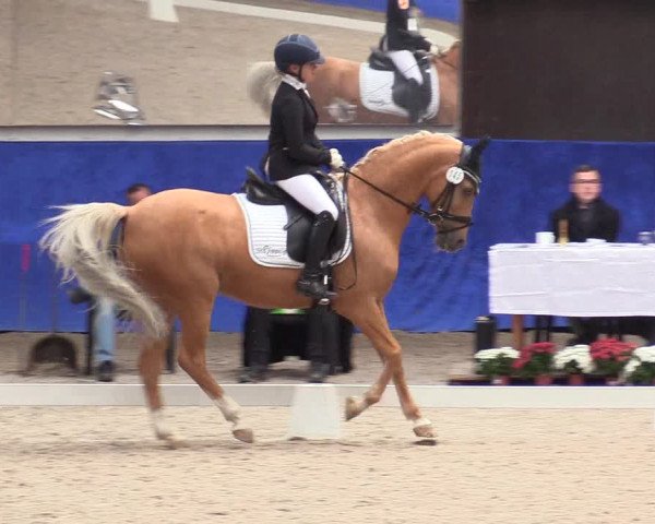 Reitturnier Pforzheim 2019