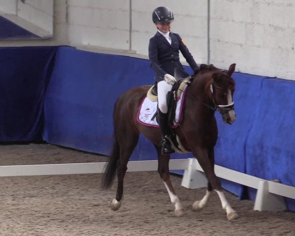 Reitturnier Pforzheim 2019