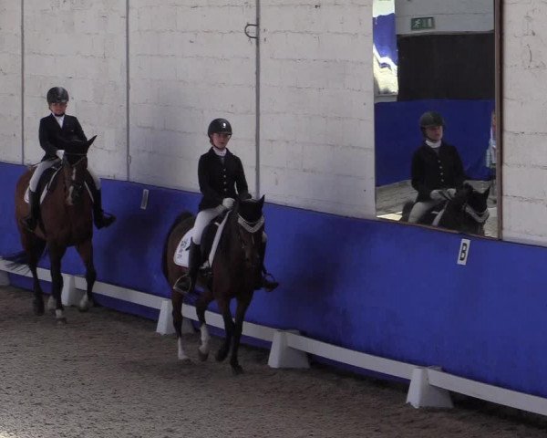 Reitturnier Pforzheim 2019
