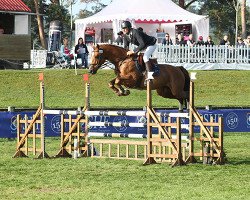 stallion Accroche Toi (Selle Français, 2010, from Baloubet du Rouet)