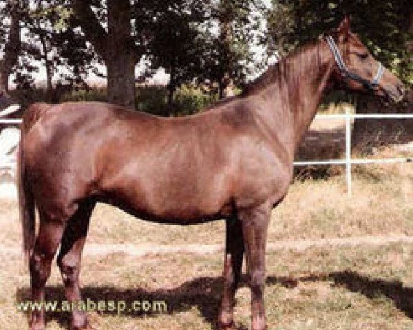 Zuchtstute Garpa ox (Vollblutaraber, 1965, von Maquillo ox)