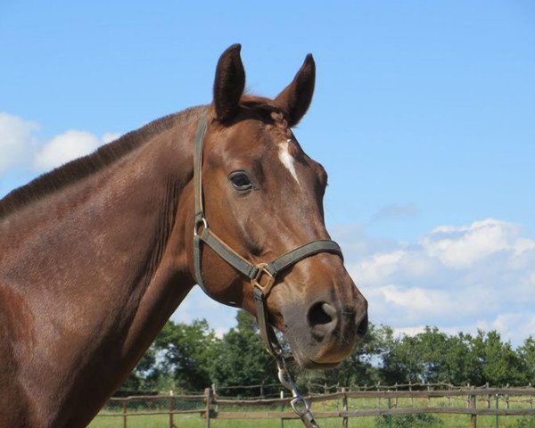 horse Poseidon (Trakehner, 2008)
