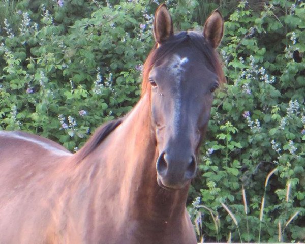 horse Ricky (Trakehner, 2010)