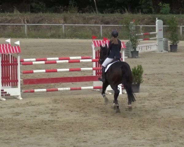 Reitturnier Köln-Leverkusen 2019