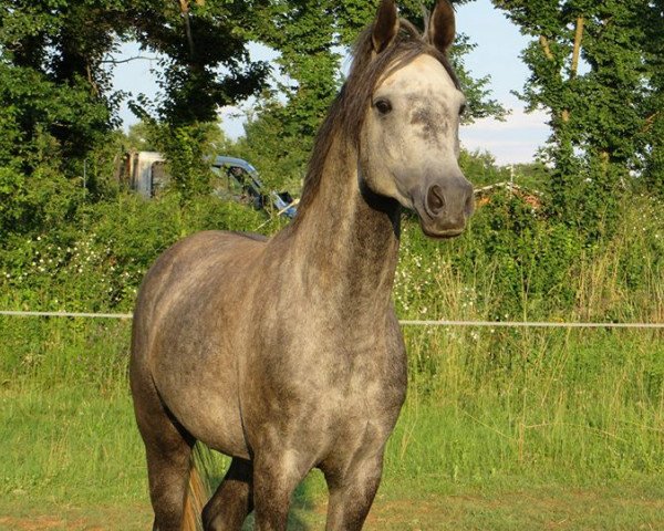 horse Czafarid (Arabian purebred, 2011, from Piaff ox) horse Czafarid (Arabian purebred, 2011, from Piaff ox)