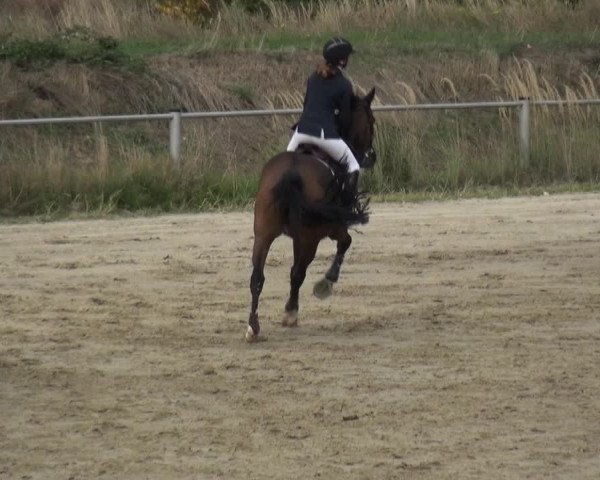 Reitturnier Köln-Leverkusen 2019