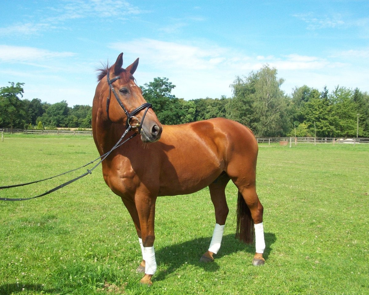 jumper Perlenmond GR (Trakehner, 1993, from Chardonnay)