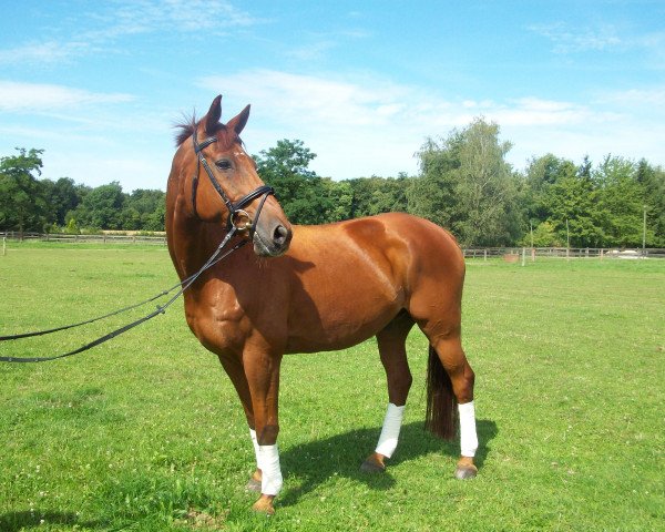Springpferd Perlenmond GR (Trakehner, 1993, von Chardonnay)