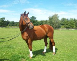 jumper Perlenmond GR (Trakehner, 1993, from Chardonnay)
