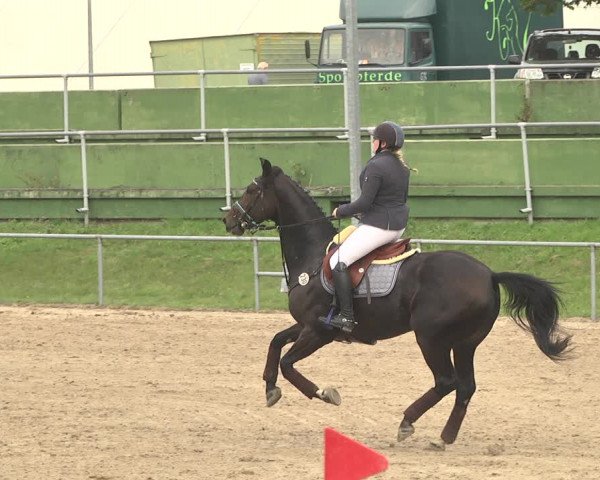 Reitturnier Pforzheim 2019