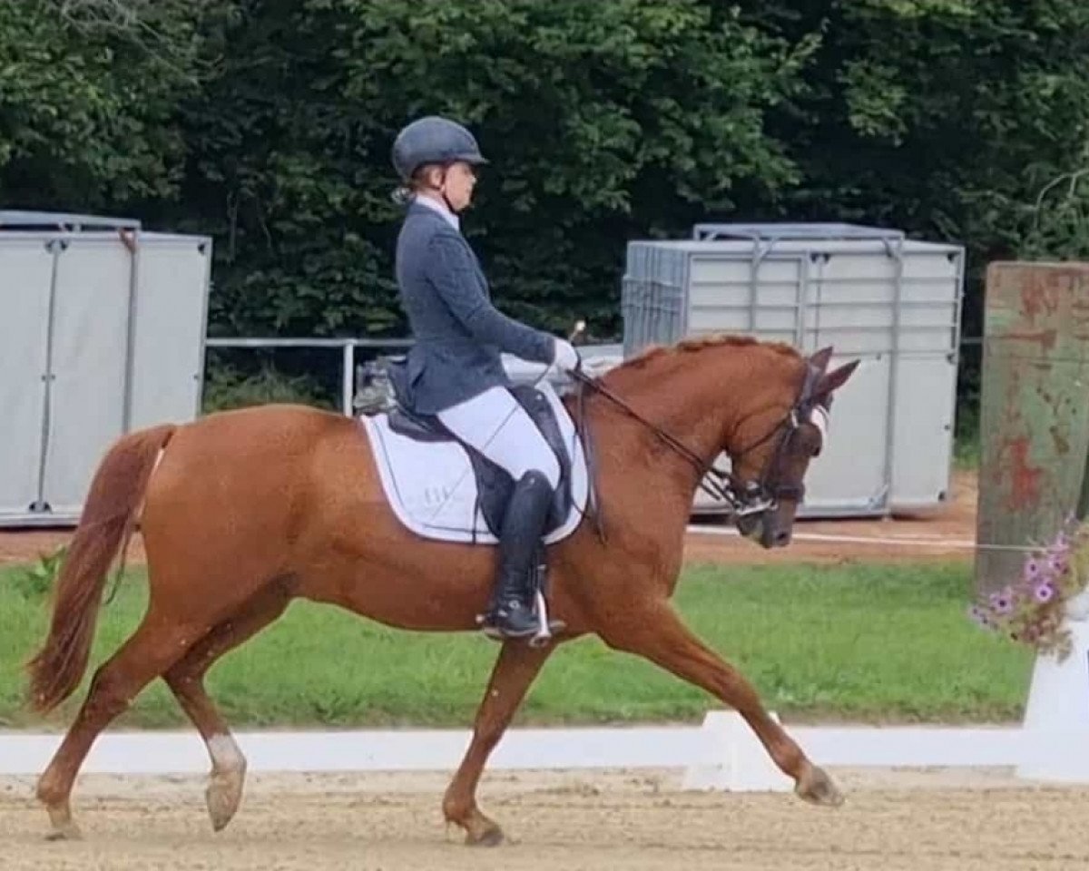 Dressurpferd Torcello 3 (Deutsches Reitpony, 2009, von Timberland)