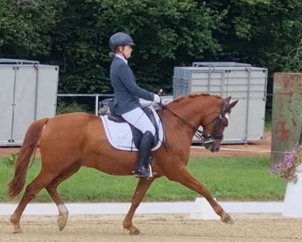 Dressurpferd Torcello 3 (Deutsches Reitpony, 2009, von Timberland)