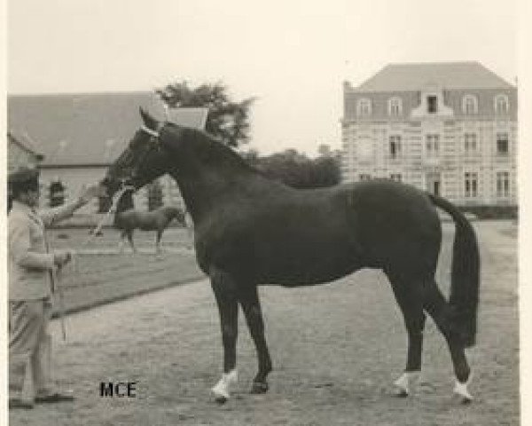 Deckhengst Monseigneur (Selle Français, 1956, von Ultimate xx)