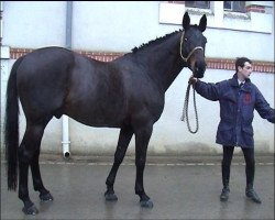 stallion Clown du Chesnay (Selle Français, 1990, from Rosire)