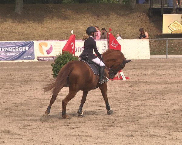 Reitturnier Pforzheim 2019