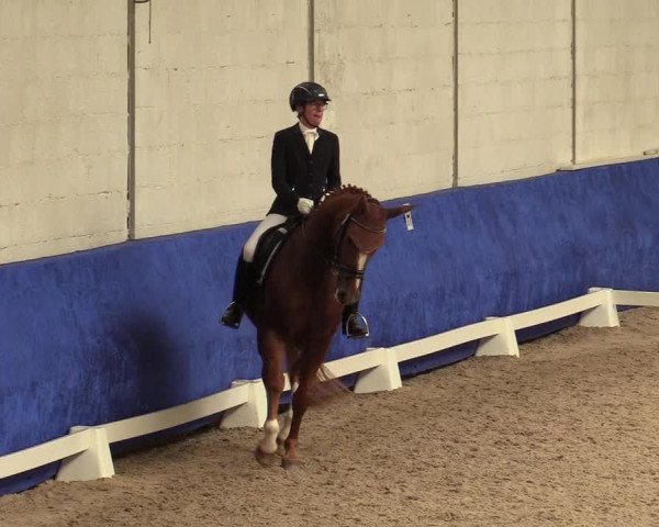 Reitturnier Pforzheim 2019