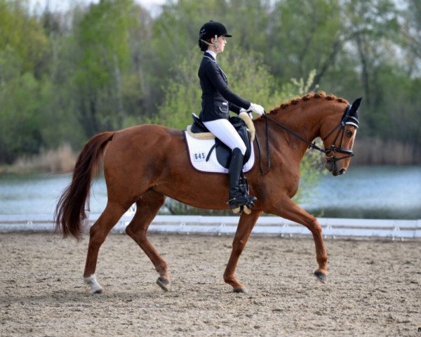 Dressurpferd Eowyn RZ (Deutsches Sportpferd, 2004, von Rubin Rex)