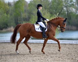 dressage horse Eowyn RZ (German Sport Horse, 2004, from Rubin Rex)