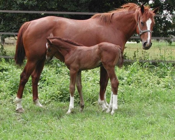 broodmare Joliesse du Bocage (Selle Français, 1997, from Calypso d'Herbiers)
