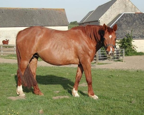 broodmare Tania Des Cresles (Selle Français, 1985, from Artichaut)