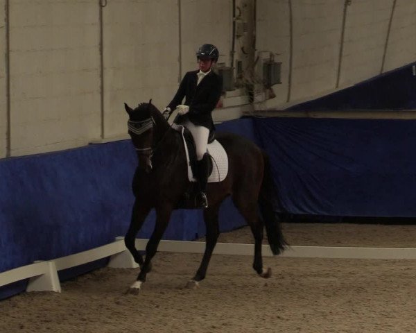 Reitturnier Pforzheim 2019