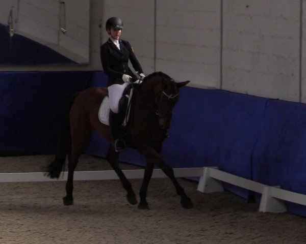Reitturnier Pforzheim 2019