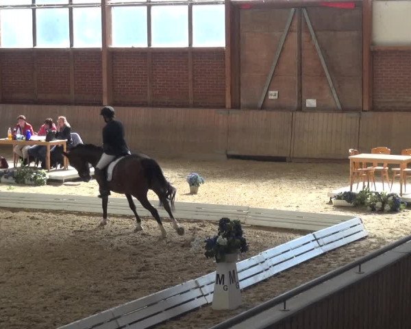 Reitturnier Köln-Leverkusen 2019