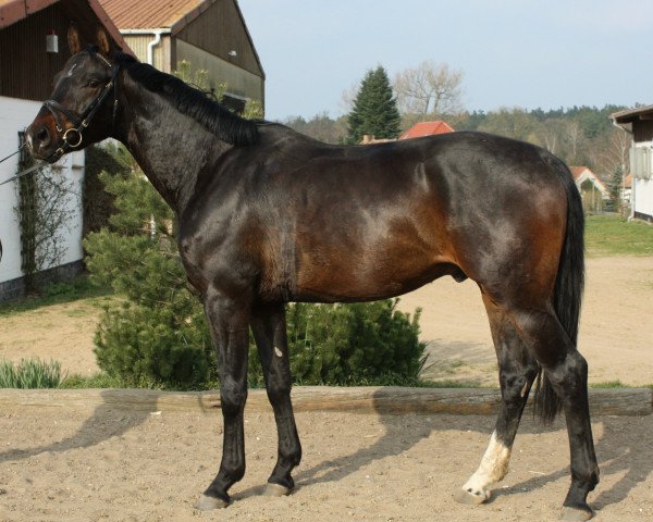 jumper Sekalanga (Mecklenburg, 2006, from Samba Hit I)