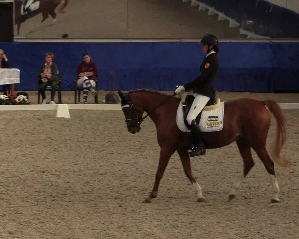 Reitturnier Pforzheim 2019