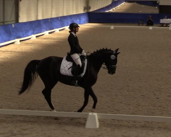 Reitturnier Pforzheim 2019
